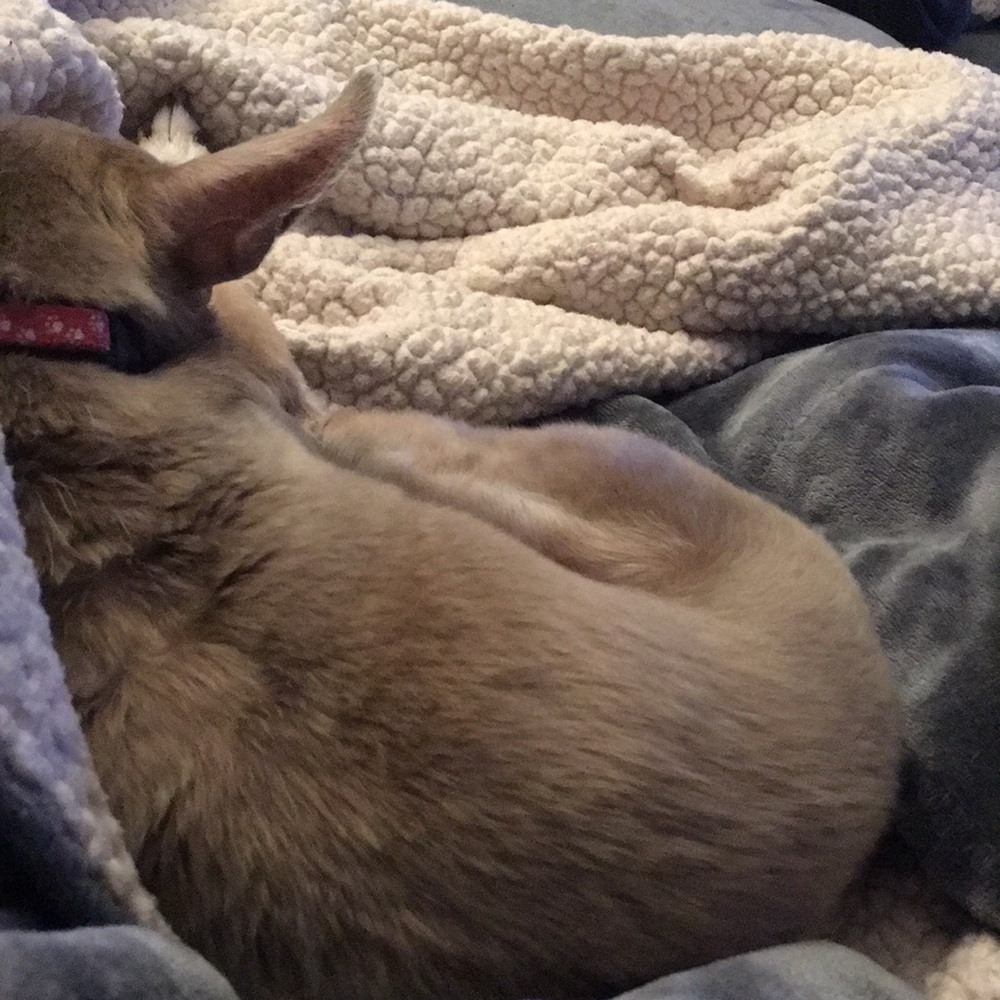 Meet your Posher, Oscar